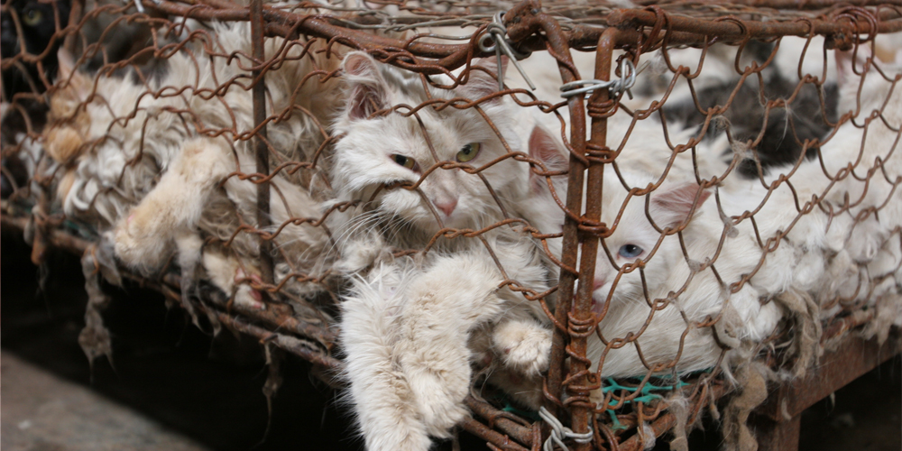 γάτες σε κλουβιά για την γούνα τους.