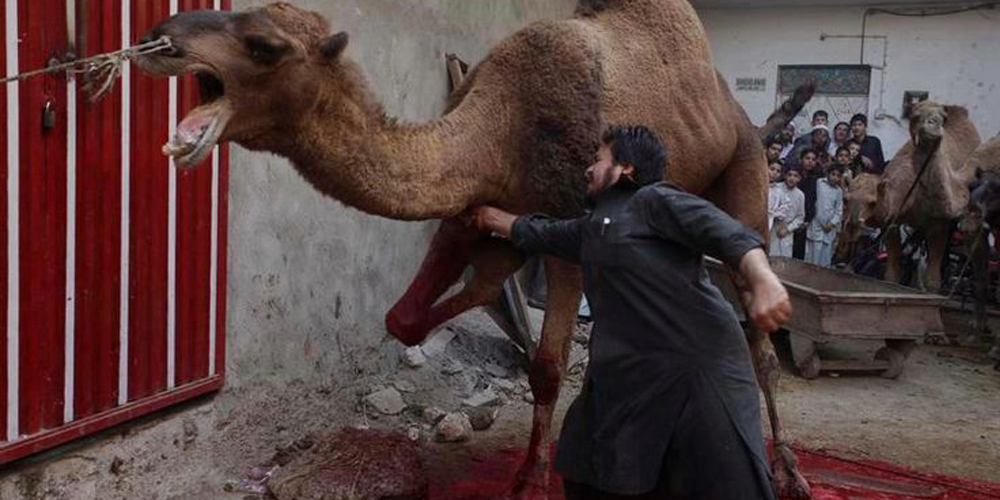 σφαγή καμήλας