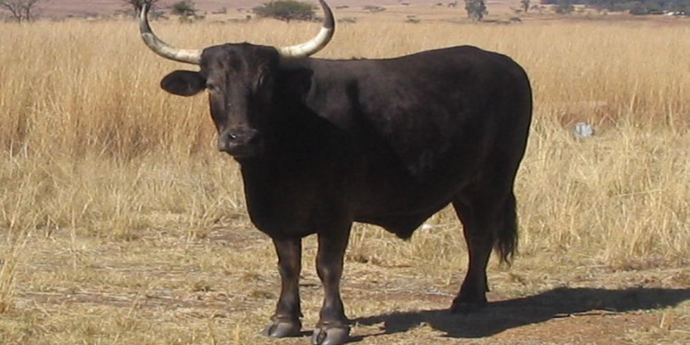 ταύρος, νοτια αφρικη