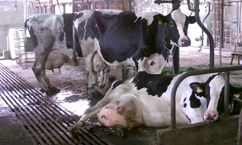 Αγελάδες για παραγωγή βιολογικού γάλακτος.
