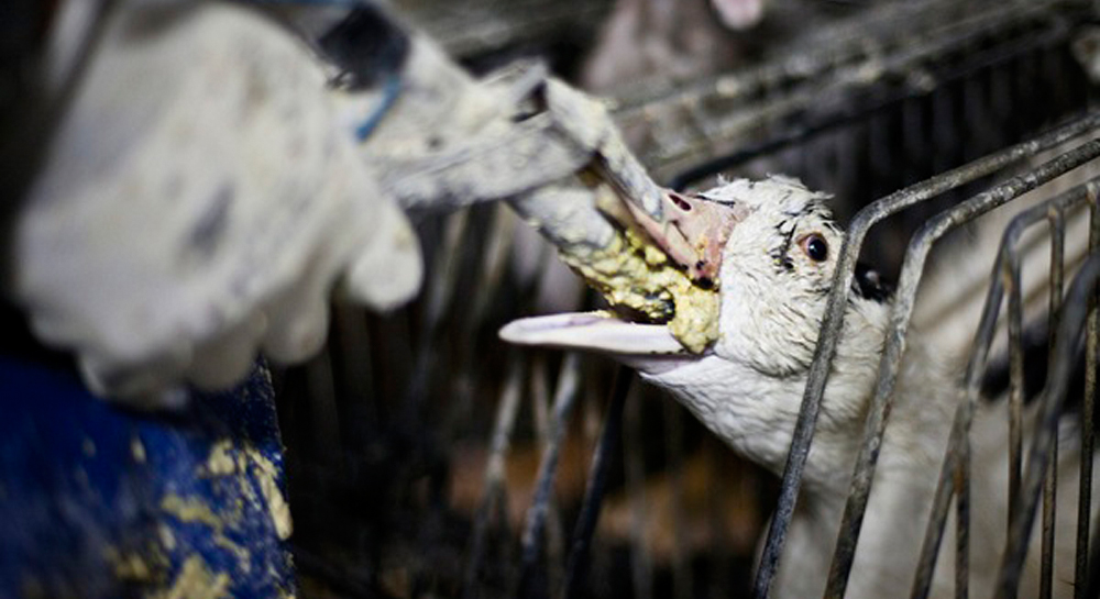 Εξαναγκαστική σίτιση πάπιας για παραγωγή foie gras.